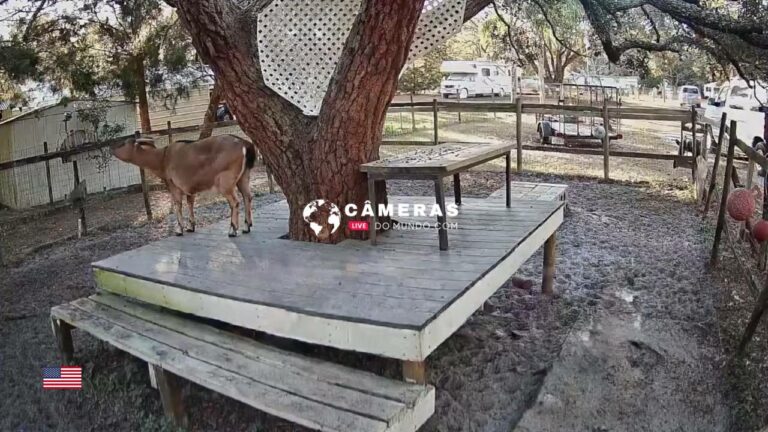 Live Webcam of the Goats, Brooksville, Florida, USA.