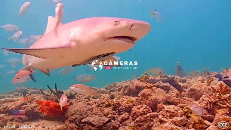 Live Coral City Webcam Stream Urban Reef, Miami, FL
