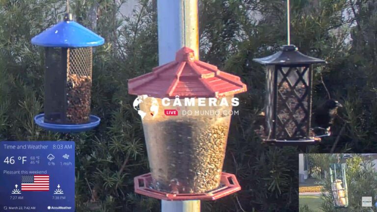 Live Webcam Bird Cam, Orlando, Florida, USA.