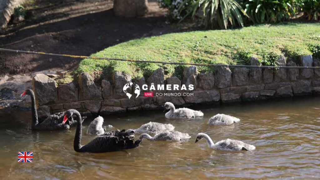 Live Beach Webcam Dawlish Black Swans, Devon, UK.