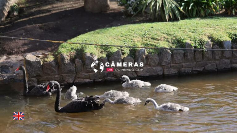 Live Beach Webcam Dawlish Black Swans, Devon, UK.