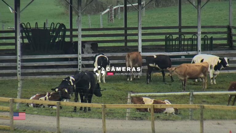 Wisconsin Pasture Live HD Streaming Webcam – Farm Sanctuary, USA.