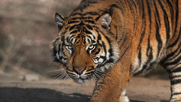 Jaula do Tigre – Zoológico de San Diego