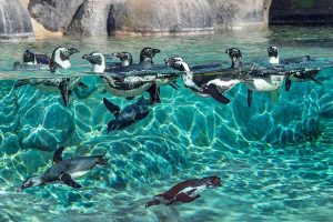 Câmera no aquario dos Pinguins do Zoologico de Sandiego