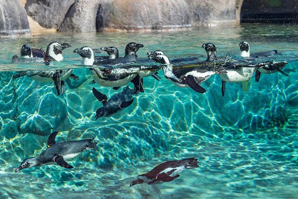Pinguins – San Diego Zoo