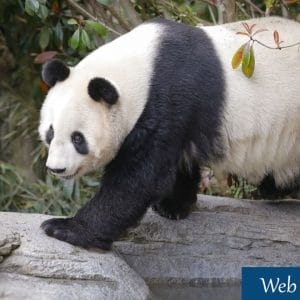 Live Webcam Panda, San Diego Zoo