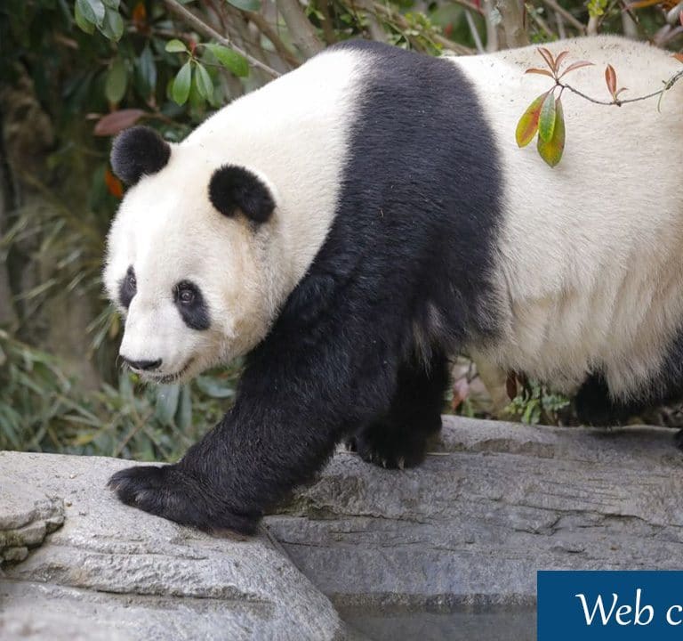 Live Webcam Panda, San Diego Zoo