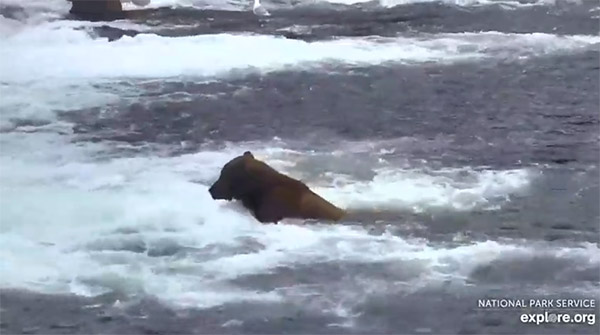 Ursos – Katmai National Park, Alaska powered
