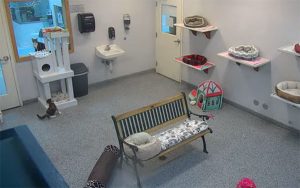 Sala dos gatos ao vivo