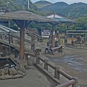 Live Cam Macacos da Ilha Awaji