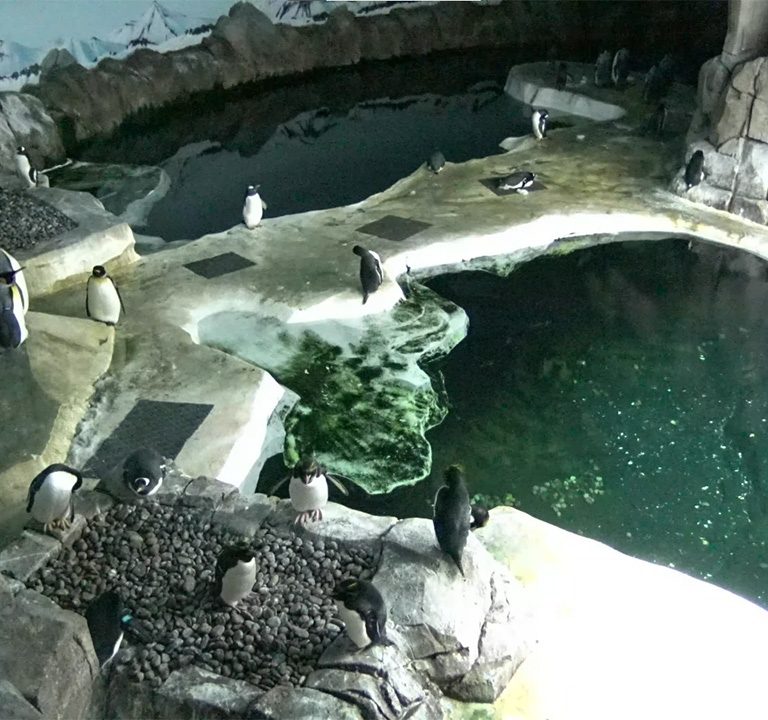 Pinguins Kansas City Zoo