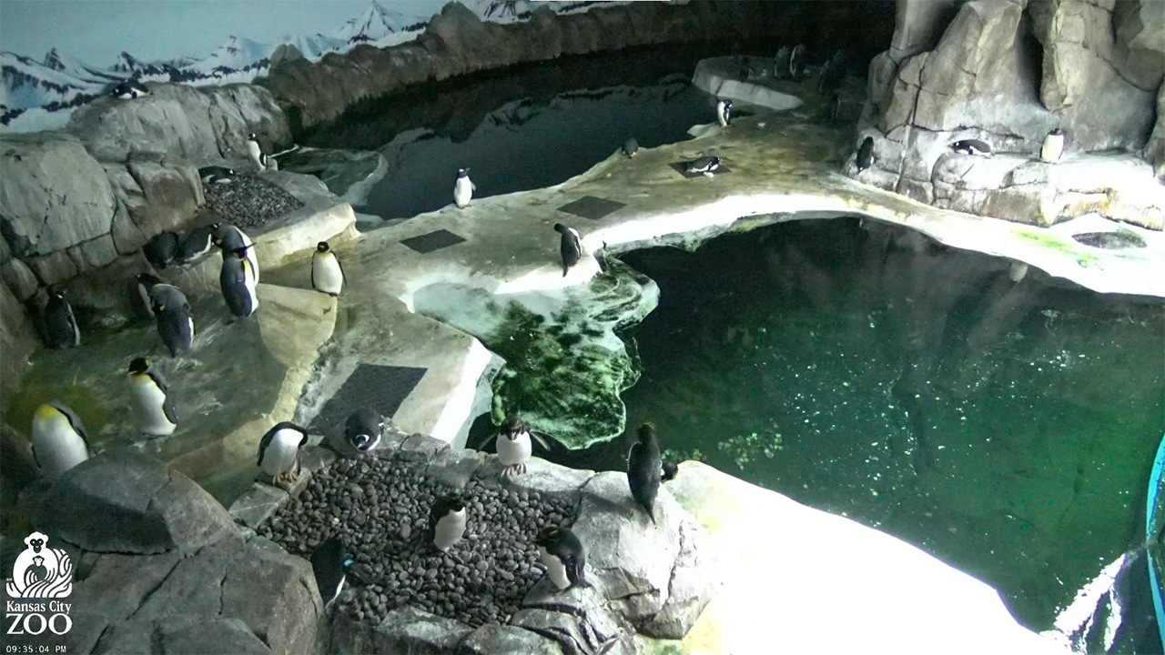 Pinguins Kansas City Zoo Live Cam - Câmeras ao Vivo