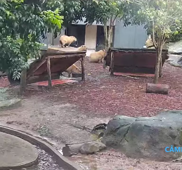 Capivaras Zoológico de Taronga, Sydney