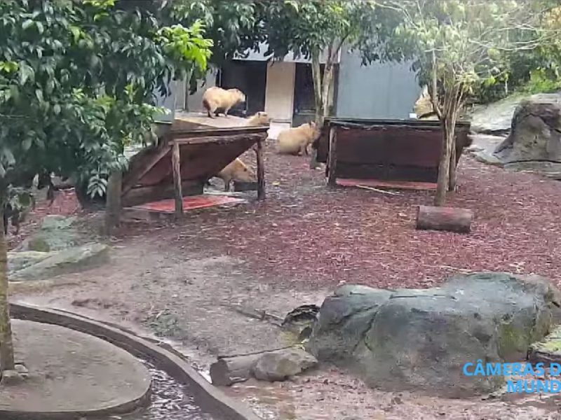 Câmera ao vivo das capivaras no zoológico de Sydney.