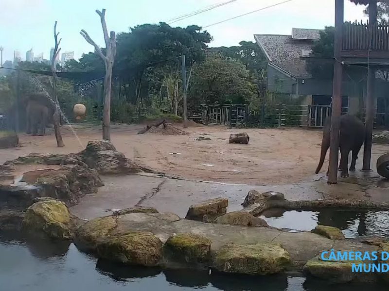 Assista a câmera ao vivo dos elefantes no zoológico Taronga, Sydney.