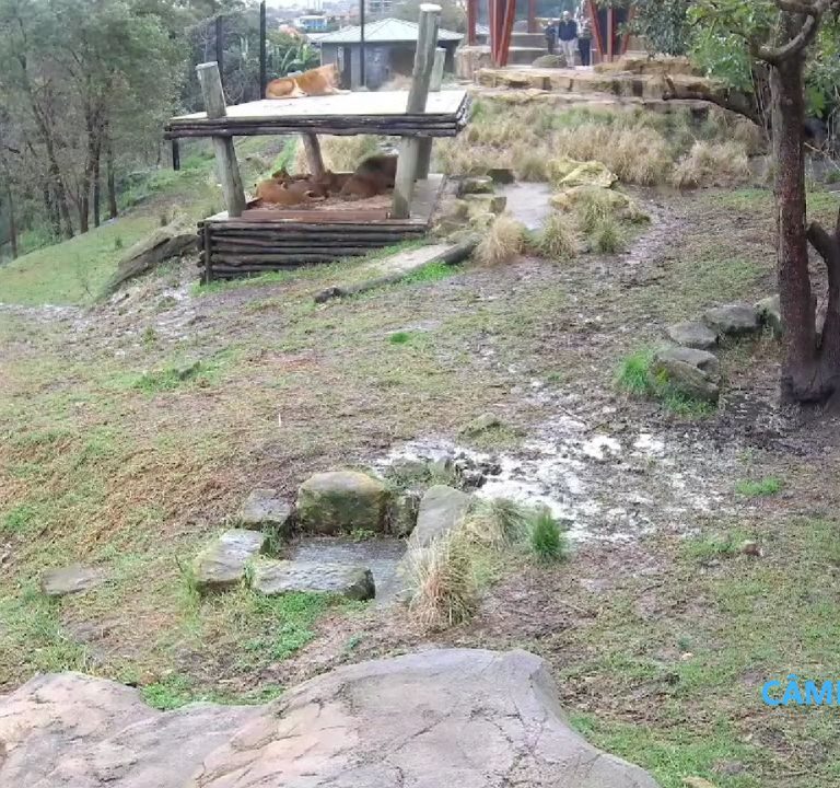 Jaula dos Leões no Zoológico de Taronga, Sydney