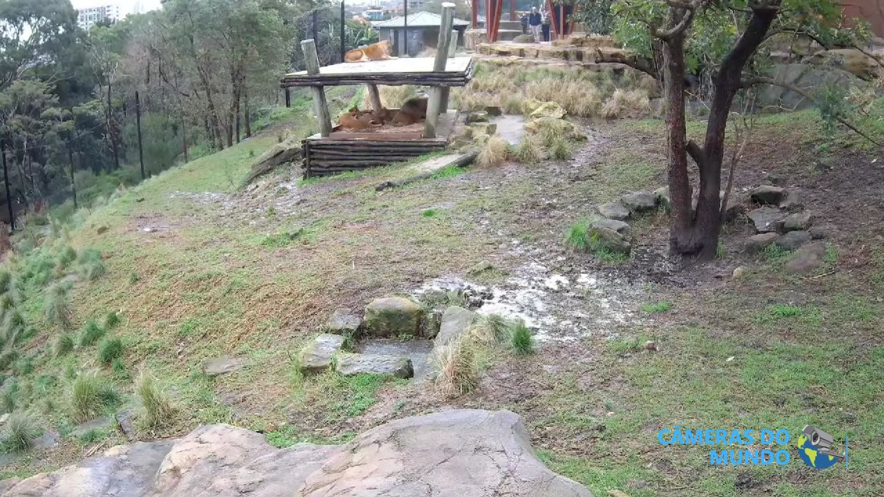 Câmera ao vivo da jaula dos leões no zoológico de Sydney.