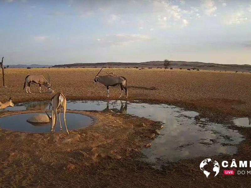 Câmera ao vivo do Deserto do Namibia.