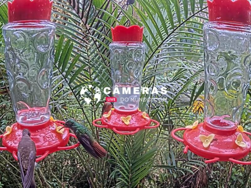 Bebedouro Beija-Flores, Pichincha, Equador.