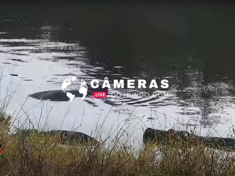 Câmera ao vivo do rio no do Centro de Pesquisa Mpala.